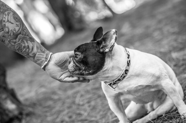 French bulldog in the woods