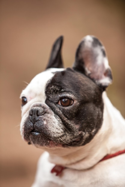 Photo french bulldog in the woods