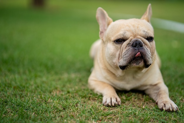 French bulldog