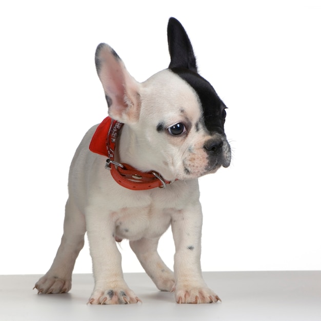 Photo french bulldog