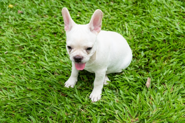 French Bulldog