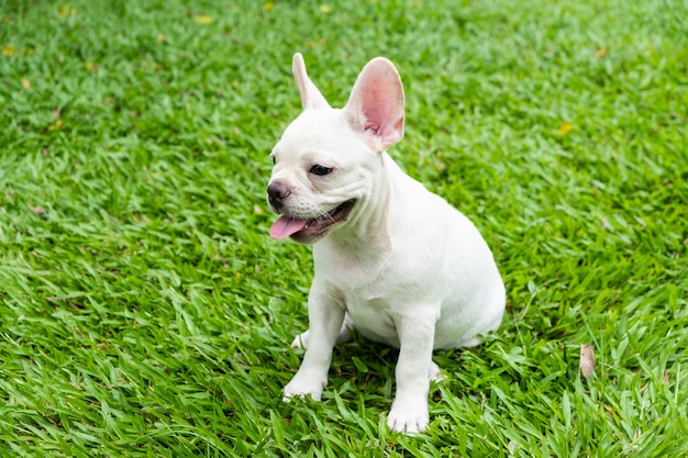 French Bulldog