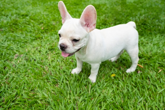 French Bulldog