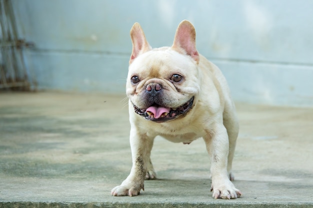 French bulldog 