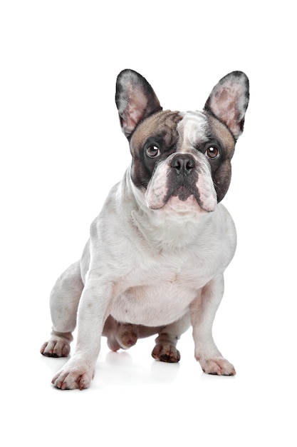 French Bulldog