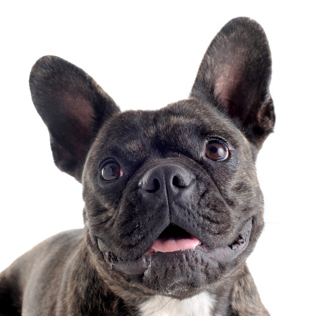 French bulldog