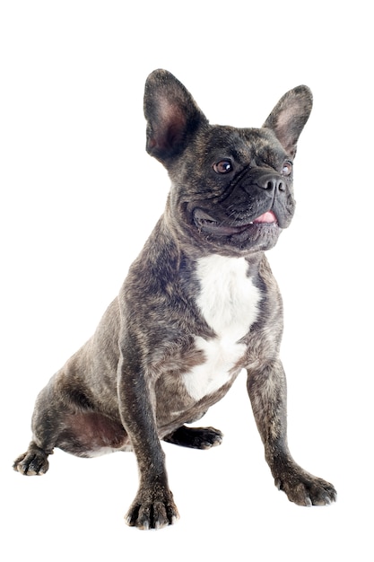 French bulldog