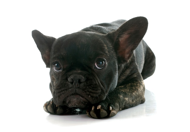 french bulldog 