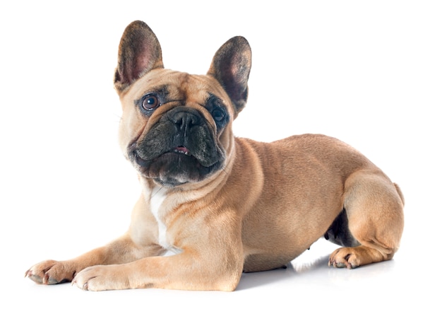 french bulldog 