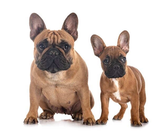 French bulldogs isolated on white