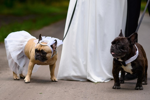 ドレスアップした結婚式でのフレンチ ブルドッグ