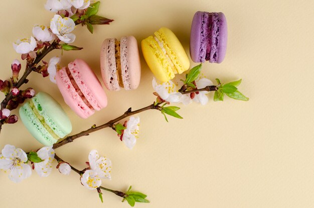 French colorful macarons or macaroons with blooming apricot tree flowers on pastel beige 