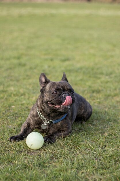 Фото Французская собака сидит с мячом на траве