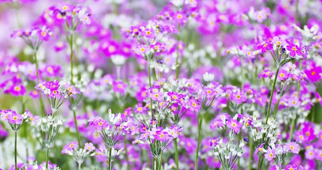 French lavender in the garden