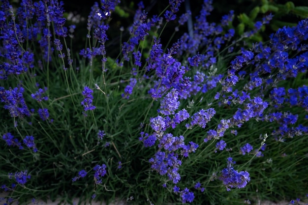 French lilac purple fragrant lavender and high ornamental maiden grass next to stones walkway