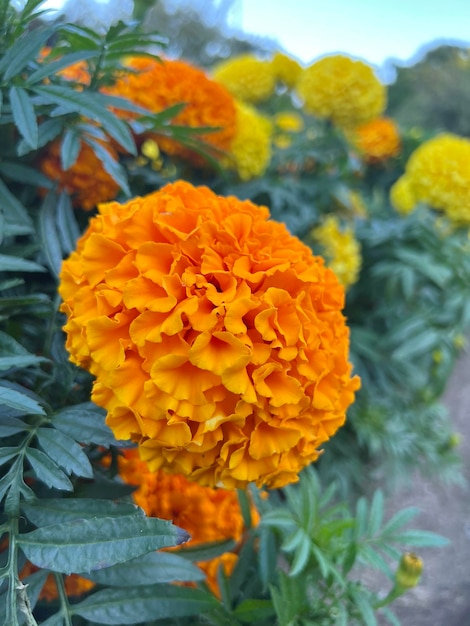 French Marigold Flower