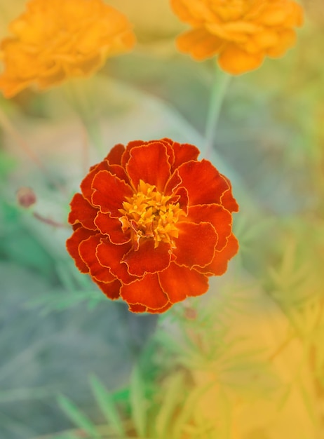 French marigold maroon and orange bicolor flowers Giltedged deep red marigolds