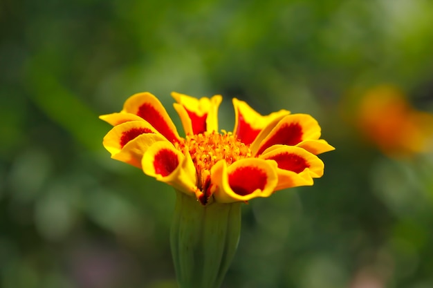 フランスのマリーゴールド黄色の花