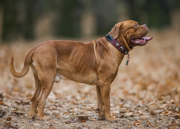 French Mastiff in autumn park.