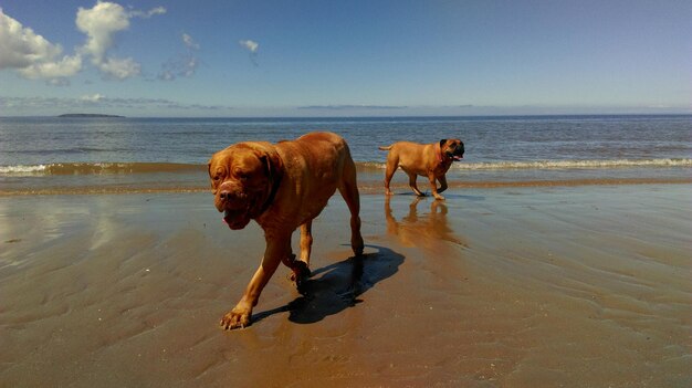 Foto mastiff francese e bulldog che camminano sulla spiaggia contro il cielo in una giornata di sole