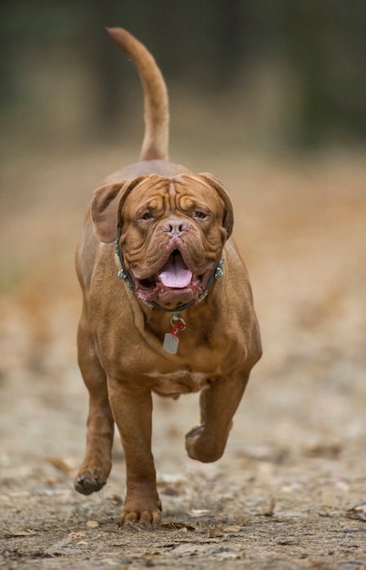 French Mastiff is running in the autumn park. Funny picture.