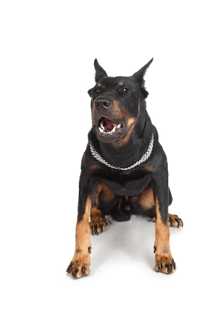 French shepherd dog shows grin, white background, front view. Beauceron, Berger de Beauce