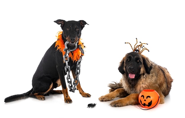 French shepherd and leonberger