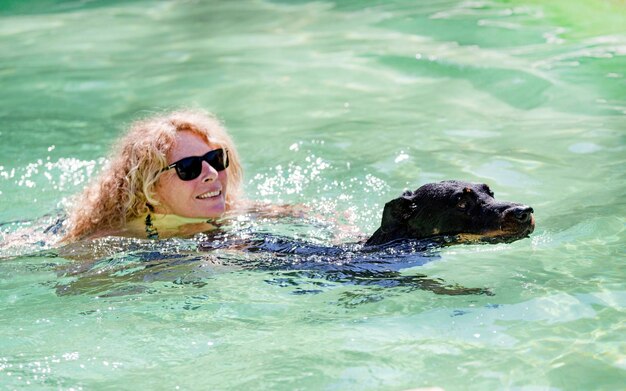 French shepherd and swimming pool