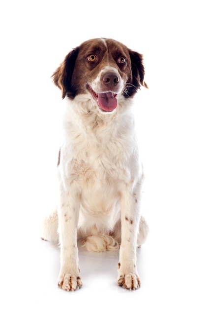 Photo french spaniel