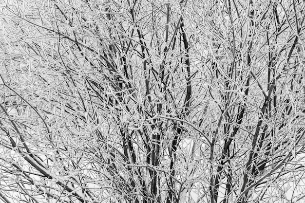 Частые кусты деревьев покрыты снегом или инеем на небольшом расстоянии