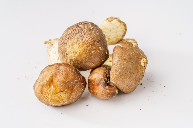 Fresh Agaricus blazei on white background