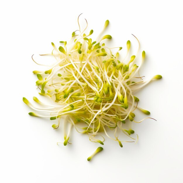 Fresh alfalfa sprouts isolated on a white background