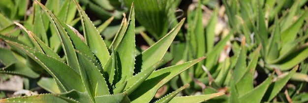 Fresh aloe vera leaf in farm garden closeup