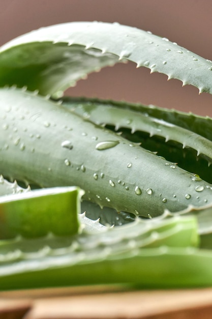 Photo fresh aloe vera leaves and slices with water drops on wooden background. natural medicine concept