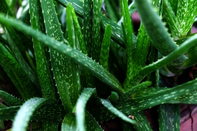 Fresh aloe vera plant.