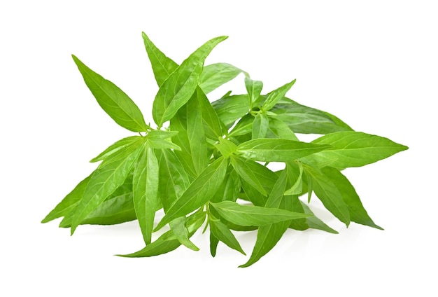 Fresh of Andrographis paniculata King of Bitters plant Green chiretta Isolated on white background