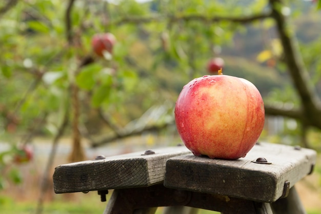 Foto fattoria di mele fresche