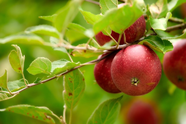 Fresh apple Fresh apple in the garden