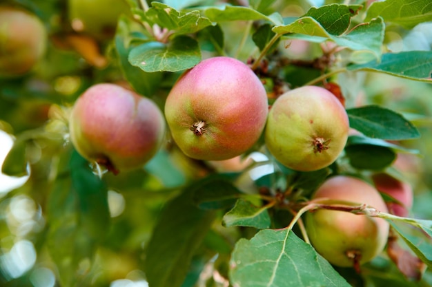 Fresh apple in the garden Fresh apple in the garden