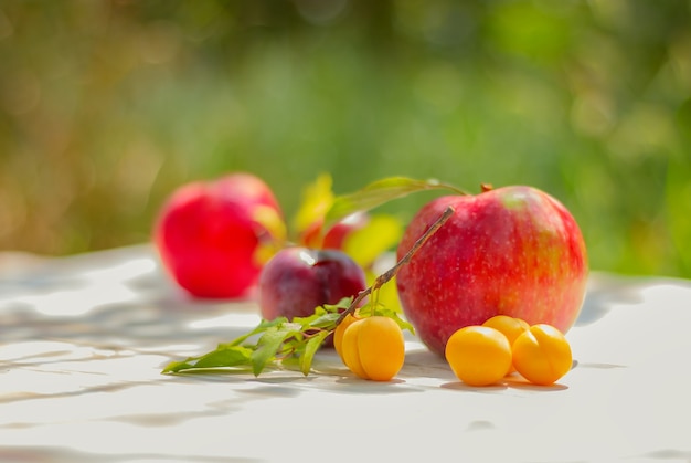 Fresh apple and plums on a wooden table in the garden on a sunny day. thanksgiving and harvest concept