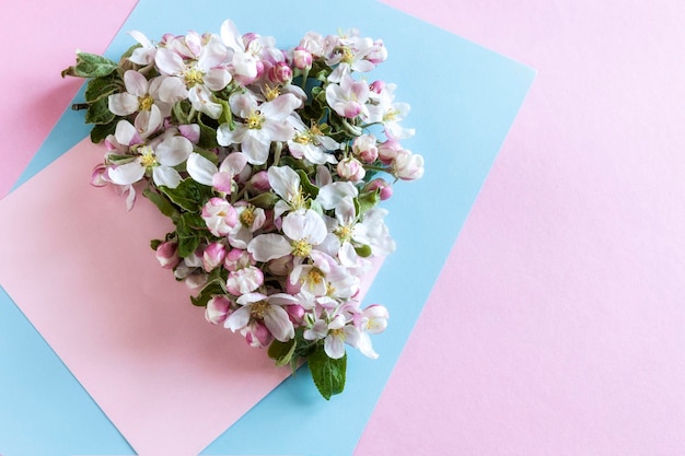 Свежие цветы яблони на фоне розовой и синей бумаги