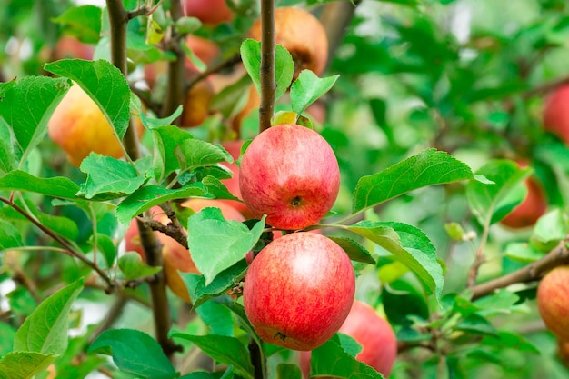 Fresh apples on apple trees