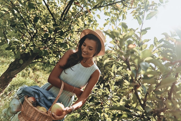 Fresh apples. Attractive young woman picking apples and smiling while standing in garden