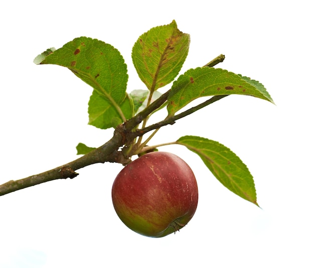 Fresh apples Fresh apples in natural setting on white background