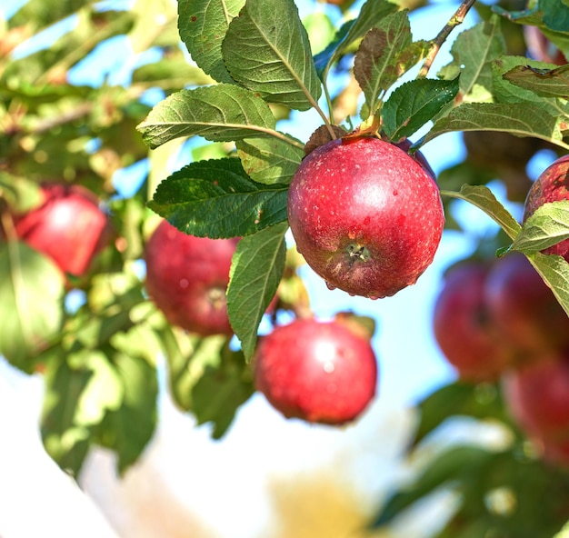 Fresh apples Fresh apples in natural setting on white background