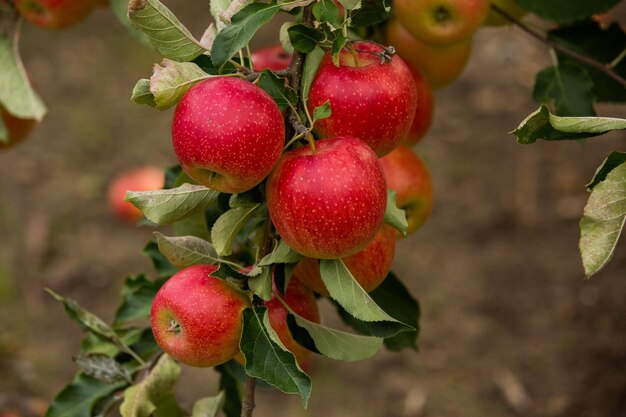 Fresh apples from the orchard Apple harvest ready to be picked from the orchard in Moldova