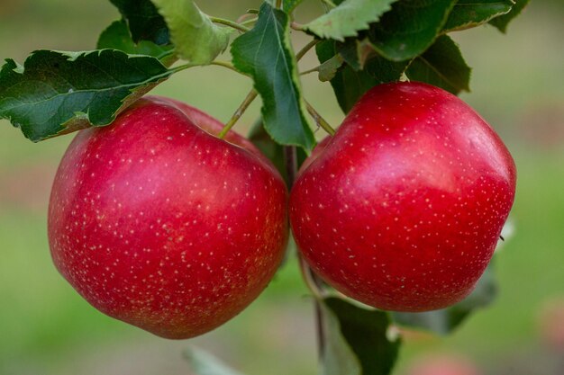 モルドバの果樹園から新鮮なリンゴの収
