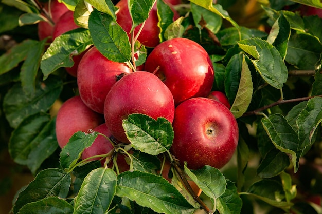 果樹園からの新鮮なリンゴ。収穫の準備ができたリンゴの収穫。