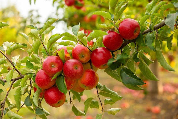 Fresh apples from the orchard. Apple harvest ready to be picked.