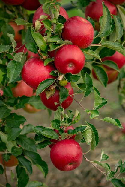 Fresh apples from the orchard. Apple harvest ready to be picked.